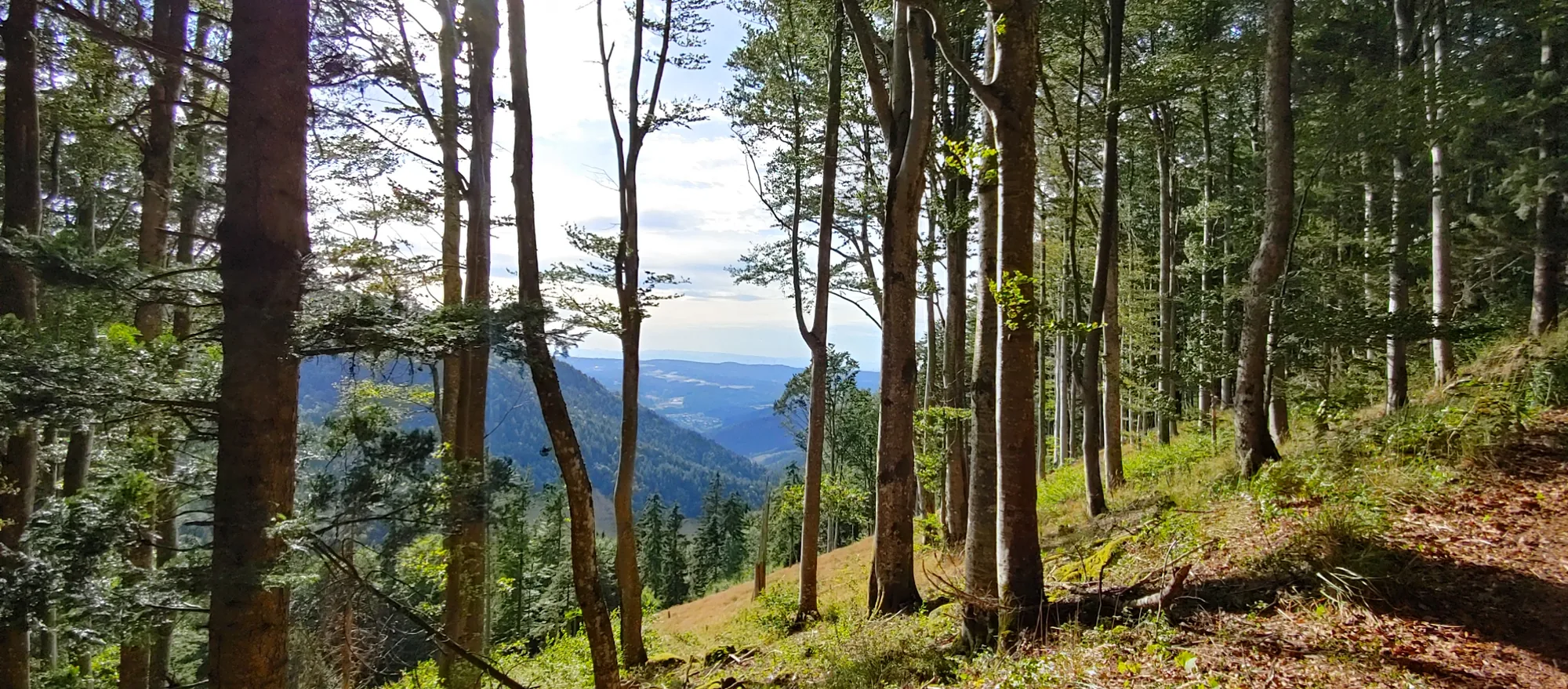 Wald mit Weitblick – Atmosphäre, in der wir leben möchten
